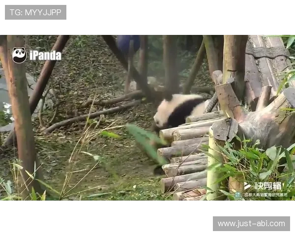 利用熊猫体育直播平台的弹幕互动功能增强观赛的趣味性